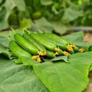 خرید بذر خیار گلخانه ای رسپینا ؛ انتخابی مطمئن برای کشت پربازده گلخانه‌ای
