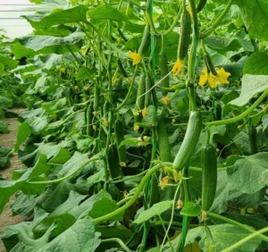 خرید بذر خیار گلخانه ای رسپینا ؛ انتخابی مطمئن برای کشت پربازده گلخانه‌ای