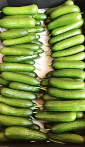 انواع بذرخیارگلخانه‌ای