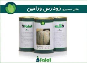 بذر طالبی سمسوری زودرس ورامین - تصویر 2